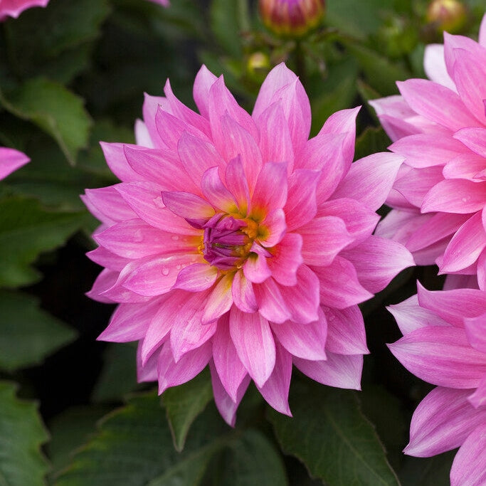 Dahlia Gallerie Renoir 1-pack